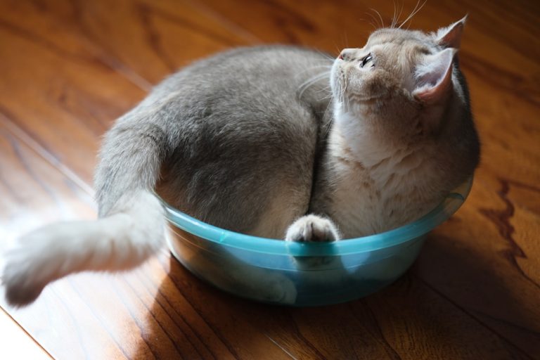 découvrez comment déterminer la portion idéale de nourriture pour chat afin de garder votre compagnon en bonne santé et en pleine forme. conseils et astuces pour bien nourrir votre félin.