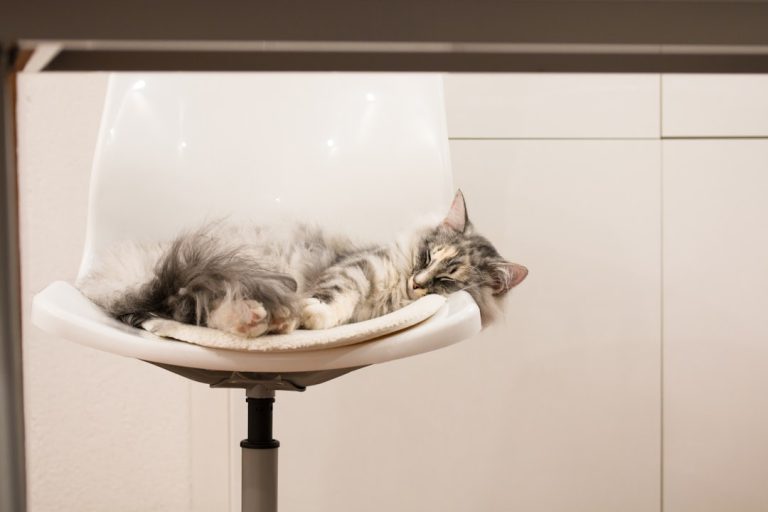 découvrez pourquoi la stérilisation des chats est essentielle pour leur santé et le contrôle des populations félines. informations, avantages et conseils sur la stérilisation des chats.