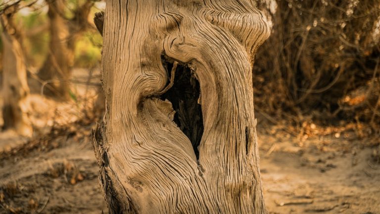 L’arbre à chat en bois, un atout bien-être pour les félins