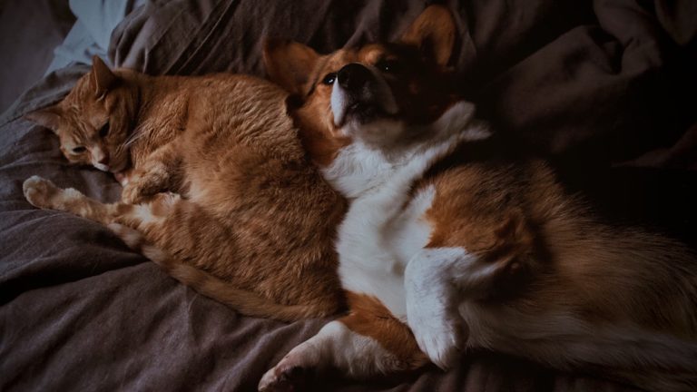 découvrez des conseils pratiques pour favoriser la cohabitation harmonieuse entre chien et chat dans votre foyer.