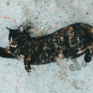 litière pour chat sans odeur, efficace et absorbante, pour un environnement propre et frais.