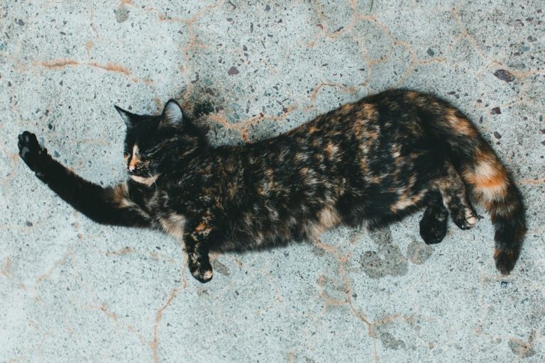 litière pour chat sans odeur, efficace et absorbante, pour un environnement propre et frais.